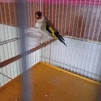 قناری سقا سهره خاکی