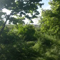 باغ زردالو در جلفا