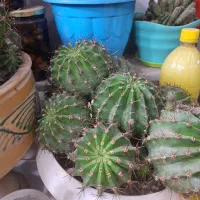 گلدون کاکتوس
