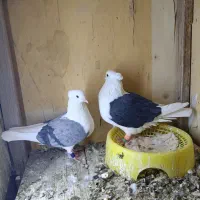 پرنده|پرنده|بم, |دیوار