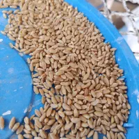 گندم دهدشت .سیروان .ساورز.قابوس. مهرگان