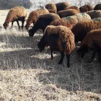 گوسفندجوان شیشک|حیوانات مزرعه|کوراییم, |دیوار