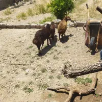۴ تا بره گوسفند