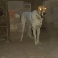 سک تر‌کمن|سگ|انبارآلوم, |دیوار