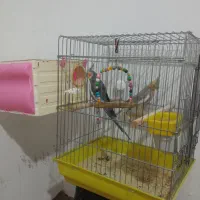 جفت عروس هلندی دستباز و سخنگو|پرنده|سقز, |دیوار