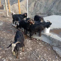 بز و بزغاله|حیوانات مزرعه|جوانرود, |دیوار