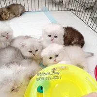 دنیای گربه های اصیل و زیبا( بریتیش پرشین اسکاتیش )|گربه|گرگان, |دیوار