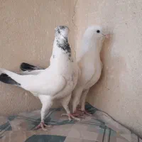 نروماده پرشی