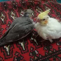 جوجه عروس هلندی