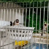 سهره جفت کار داده ۳ جفت ، متولد قفس . مست و آماده