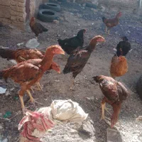 خروس لاری اصل