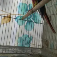 گرینچیک|پرنده|مشهد, اروند|دیوار