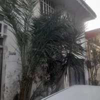 درخت نخل و درخت یوکا|گل و گیاه طبیعی|رشت, عینک|دیوار