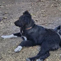 گم شده|سگ|فریدونشهر, |دیوار