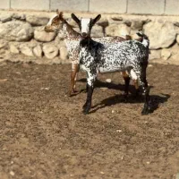 حیوونای وارداتی