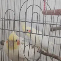 واگذاری عروس هلندی