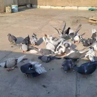 همه درجه یک|پرنده|اهواز, پردیس|دیوار