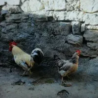 یک عدد مرغ وخروس