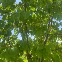 فروش-باغ-در-روستای-رند