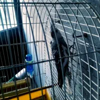 فروش عروس هلندی خانگی|پرنده|نوشهر, |دیوار