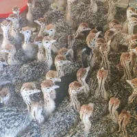 جوجه شتر مرغ ۱۰روزه