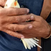 تعدادی عروس هلندی دستی و سخنگو به فروش می‌رسد