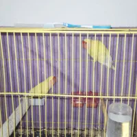 کوتوله|پرنده|سبزوار, امیر کبیر|دیوار