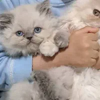 2عددگربه اشرافی هیمالین و پرشین