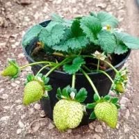 گلدان توت فرنگی و نعنا فلفلی