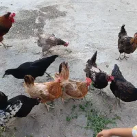 مرغ