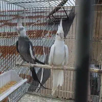 جفت عروس مولد