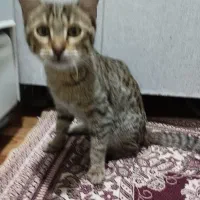 واگذاری گربه