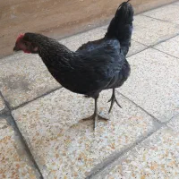 مرغ گلین
