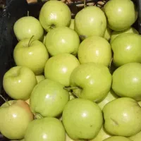 سیب درختی  ممتاز میانه و گردو درجه یک سفید کاغذی