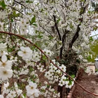 فروش ویلای 515متری دوخواب چهار باغ عرب آباد|فروش خانه و ویلا|چهارباغ, |دیوار