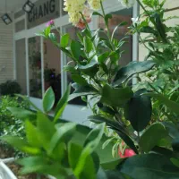 آموزش گیتار سنتور ویولن تنبک هنگ درام پیانو آواز