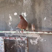 سرخ کاکولی نر