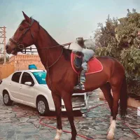 فروش اسب پرشی دوسر تولید داخلی