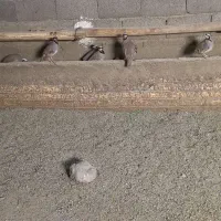 مرغ لاری . گلین   بوقلمون