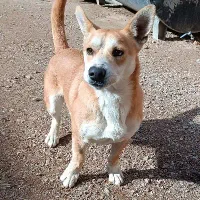 سگ پا کوتاه