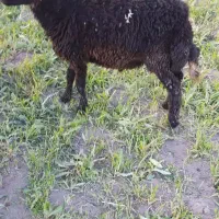 بره قوچ