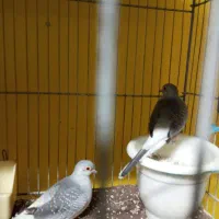 کبوتر تزئینی