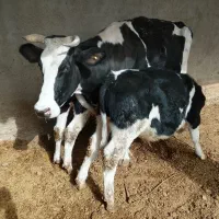 گاو شیری اولشتاین|حیوانات مزرعه|هیرمند, |دیوار