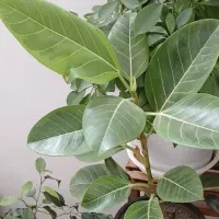 گل‌ سرحال|گل و گیاه طبیعی|مشهد, منزل آباد|دیوار
