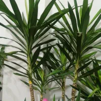 گل و گیاه آپارتمانی دیفن باخیا، یوکا ابلغ، فیکوس|گل و گیاه طبیعی|رشت, کوی غلام نیا|دیوار