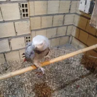 فروش فوری کاسکو نر و ماده