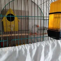 فنچ|پرنده|تهران, مشیریه|دیوار