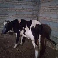 گاو نر سیمتال|حیوانات مزرعه|اهر, |دیوار