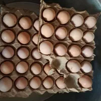 تخم مرغ محلی نتفه دار