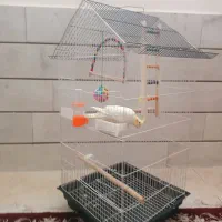 عروس هلندی برای دستی کردن با قفس|پرنده|اصفهان, شمس آباد|دیوار